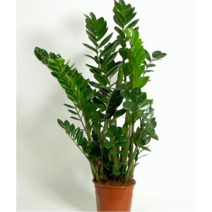 Замиокулькас 100 см.